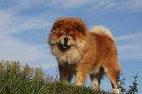 CHOW CHOW 400
